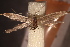  ( - NK2778)  @11 [ ] Copyright (2048) Natalia Kirichenko Sukachev institute of Forest SB RAS