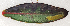  ( - NK2153)  @11 [ ] Copyright (2023) Evgeny Akulov Research collection of Evgeny Akulov