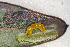  ( - NK2153)  @11 [ ] Copyright (2023) Natalia Kirichenko Sukachev Institute of Forest SB RAS