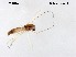  (Kiefferulus brevipalpis - NAM67)  @11 [ ] CreativeCommons-Attribution Non-Commercial Share-Alike (2020) Xiaolong Lin Nankai University, College of Life Sciences