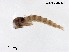  (Dicrotendipes fusconotatus - NAM92)  @11 [ ] CreativeCommons-Attribution Non-Commercial Share-Alike (2020) Xiaolong Lin Nankai University, College of Life Sciences