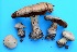  (Cortinarius scaurotraganoides - MO354299)  @11 [ ] Unspecified (default): All Rights Reserved (2019) Django Grootmyers Unspecified
