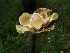  (Dacryopinax elegans - TJR0034)  @11 [ ] CreativeCommons - Attribution Non-Commercial (2019) Trey Richards Unspecified