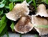  ( - MO378566)  @11 [ ] Creative Commons Wikipedia Compatible v3.0 (2019) Joanne Schwartz Unspecified
