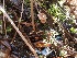  (Psathyrella typhae - TJR0120)  @11 [ ] CreativeCommons - Attribution Non-Commercial (2019) Trey Richards Unspecified