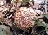  (Xerocomellus cf. intermedius - MO393550)  @11 [ ] Unspecified (default): All Rights Reserved (2019) Django Grootmyers Unspecified