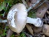  (Amanita calyptratoides - MO402900)  @11 [ ] Unspecified (default): All Rights Reserved (2020) Joanne Schwartz Unspecified