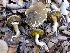  (Xerocomellus mendocinensis - MO402950)  @11 [ ] Unspecified (default): All Rights Reserved (2020) Joanne Schwartz Unspecified