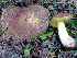  (Xerocomellus dryophilus - MO403278)  @11 [ ] Unspecified (default): All Rights Reserved (2020) Joanne Schwartz Unspecified