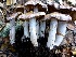  (Cortinarius ohlone - MO403289)  @11 [ ] Unspecified (default): All Rights Reserved (2020) Joanne Schwartz Unspecified