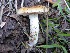  (Pholiota foedata - MO403364)  @11 [ ] Unspecified (default): All Rights Reserved (2020) Joanne Schwartz Unspecified