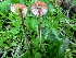  (Marasmius plicatulus - MO404888)  @11 [ ] Unspecified (default): All Rights Reserved (2020) Joanne Schwartz Unspecified