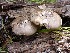  (Pluteus cf. brunneidiscus - MO405136)  @11 [ ] Unspecified (default): All Rights Reserved (2020) Joanne Schwartz Unspecified