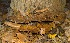  (Inonotus cf. cuticularis - MO406578)  @11 [ ] Unspecified (default): All Rights Reserved (2020) Django Grootmyers Unspecified