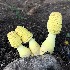  (Leucocoprinus aff. birnbaumii - MO419429)  @11 [ ] Unspecified (default): All Rights Reserved (2020) Robert Benson Unspecified