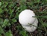  (Calvatia craniiformis - MO429750)  @11 [ ] Unspecified (default): All Rights Reserved (2020) Robert Benson Unspecified