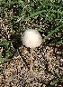  (Panaeolus antillarum - MO430764)  @11 [ ] Unspecified (default): All Rights Reserved (2020) Robert Benson Unspecified