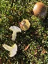  ( - MO430769)  @11 [ ] Unspecified (default): All Rights Reserved (2020) Zebediah Raney Unspecified