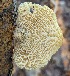  (Neofavolus aff. alveolaris - MO441433)  @11 [ ] Unspecified (default): All Rights Reserved (2020) Luke Smithson Unspecified