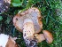  (Tricholoma fracticum - MO442325)  @11 [ ] Unspecified (default): All Rights Reserved (2020) Joanne Schwartz Unspecified