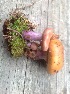  (Cortinarius cf. collinitus - MO446077)  @11 [ ] Unspecified (default): All Rights Reserved (2021) Jenifer Nina Burghardt Unspecified