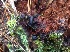  (Pseudoplectania sp - MO446087)  @11 [ ] Unspecified (default): All Rights Reserved (2021) Jenifer Nina Burghardt Unspecified