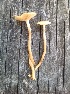  (Pholiota veris - MO446166)  @11 [ ] Unspecified (default): All Rights Reserved (2021) Jenifer Nina Burghardt Unspecified