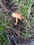  (Xerocomus illudens - MO446228)  @11 [ ] Unspecified (default): All Rights Reserved (2021) Jenifer Nina Burghardt Unspecified