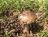  (Volvopluteus aff. gloiocephalus - MO448952)  @11 [ ] Unspecified (default): All Rights Reserved (2021) Robert Benson Unspecified