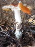  (Amanita muscaria var. flavivolvata - MO450042)  @11 [ ] Unspecified (default): All Rights Reserved (2021) Joanne Schwartz Unspecified