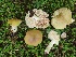  (Entoloma bicolor - MO454764)  @11 [ ] Unspecified (default): All Rights Reserved (2021) Dave W Unspecified