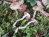  (Leccinum cf. snellii Halling 4472 - MO455097)  @11 [ ] Unspecified (default): All Rights Reserved (2021) Dave W Unspecified