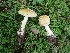  (Amanita cf. crenulata - MO458584)  @11 [ ] Unspecified (default): All Rights Reserved (2021) Dave W Unspecified