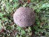  (Retiboletus griseus - MO458593)  @11 [ ] Unspecified (default): All Rights Reserved (2021) Dave W Unspecified