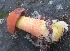  (Boletus subvelutipes - MO460816)  @11 [ ] Unspecified (default): All Rights Reserved (2021) Dave W Unspecified