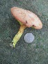 (Phylloporus rhodoxanthus - MO462182)  @11 [ ] Unspecified (default): All Rights Reserved (2021) Dave W Unspecified