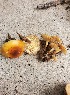  (Flammulina cf. velutipes - MO476796)  @11 [ ] Unspecified (default): All Rights Reserved (2021) Zebediah Raney Unspecified