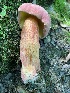  (Baorangia - MO478033)  @11 [ ] Unspecified (default): All Rights Reserved (2021) THow Unspecified