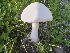  (Volvopluteus gloiocephalus - MO479337)  @11 [ ] Unspecified (default): All Rights Reserved (2021) Joanne Schwartz Unspecified