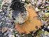  (Suillellus amygdalinus - MO479866)  @11 [ ] Unspecified (default): All Rights Reserved (2021) Joanne Schwartz Unspecified