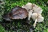  ( - iNat100100879)  @11 [ ] all rights reserved (2021) Steve Trudell Unspecified