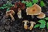  ( - iNat100237856)  @11 [ ] some rights reserved (CC BY-NC-SA) (2021) noah_siegel Unspecified