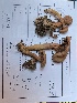  (Chroogomphus tomentosus - iNat100349530)  @11 [ ] all rights reserved (2021) Autumn Anglin Unspecified