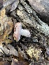  (Hygrophorus russula IN01 - iNat100418824)  @11 [ ] some rights reserved (CC BY-NC) (2021) sboppan1 Unspecified