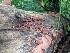  ( - iNat15178275)  @11 [ ] all rights reserved (2018) Sarah Duhon Unspecified