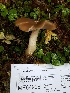  (Entoloma majaloides - iNat17754056)  @11 [ ] some rights reserved (CC BY-NC) (2018) Christin Swearingen Unspecified