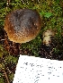  (Caloboletus frustosus - iNat17754093)  @11 [ ] some rights reserved (CC BY-NC) (2018) Christin Swearingen Unspecified