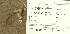  ( - iNat18813145)  @11 [ ] some rights reserved (CC BY-NC-ND) (2018) brucen Unspecified