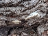  (Spongipellis delectans - iNat19000924)  @11 [ ] all rights reserved (2018) Sarah Duhon Unspecified