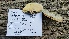  (Trametes hirsuta - iNat28125426)  @11 [ ] some rights reserved (CC BY-NC) (2019) Alden Dirks Unspecified